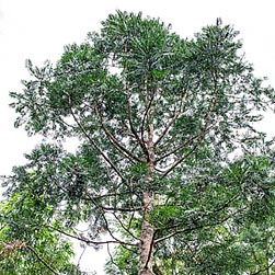 Agathis borneensis - Monaco Nature Encyclopedia