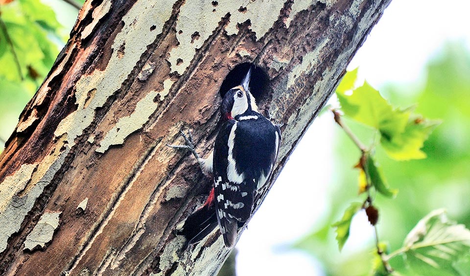 This male digs the nest, usually at 8-10 m of height, with a 5 cm opening. After a short horizontal corridor, we access down to an ample chamber © Gianfranco Colombo