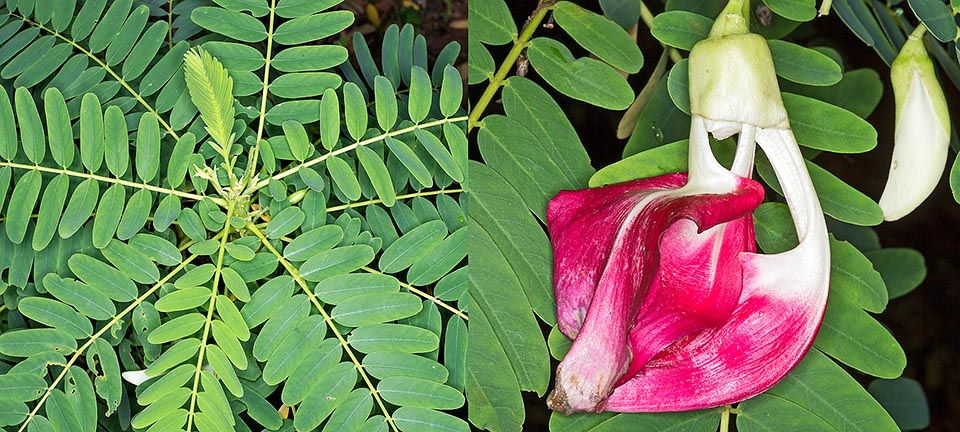 Accetta ogni suolo, anche paludoso. Le giovani foglie cotte sono commestibili, ricche di proteine, vitamine e minerali. Fiori carnosi per zuppe e insalate. Virtù medicinali © Giuseppe Mazza