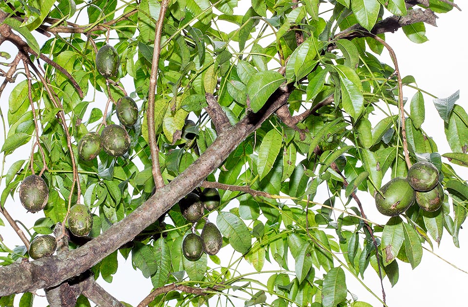 Come recita il nome scientifico, i frutti commestibili, ricchi di vitamina C, sembrano prugne. Con foglie e corteccia trovano impiego nella medicina tradizionale © G. Mazza