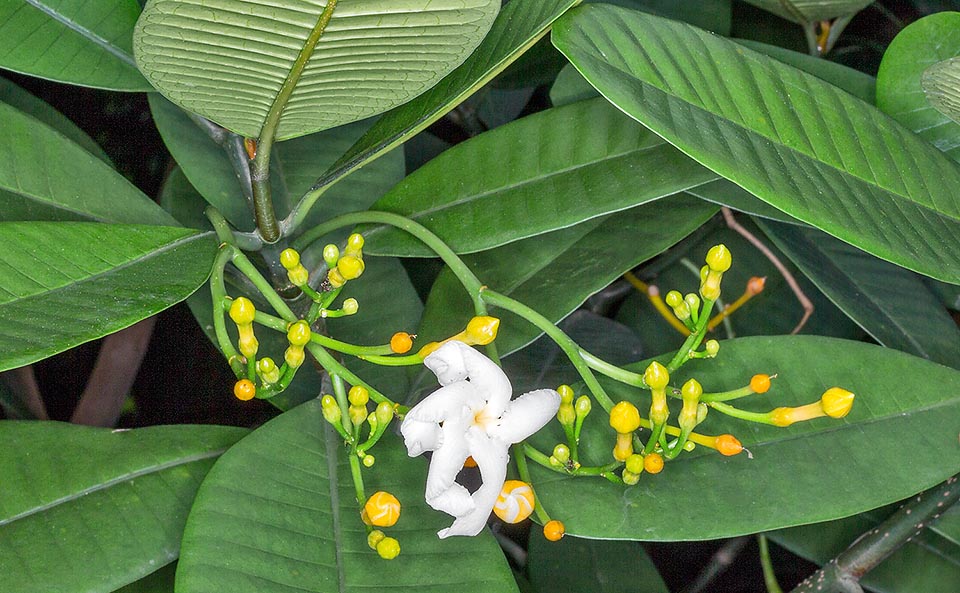 Native to the Penisular Malaysia, Myanmar ans Sri Lanla forests, the Tabernaemontana dichotoma is a small tree with odd ovoid orange fruits, usually paired, with a lateral depression that makes them look as snapped and seeds surrounded by crimson pulp. The Portuguese who discovered it in Ceylon identified this island as the earthly Paradise and the plant as the tree of life. Actually all parts of the tree are poisonous but some alkaloids have important medicinal virtues © Giuseppe Mazza