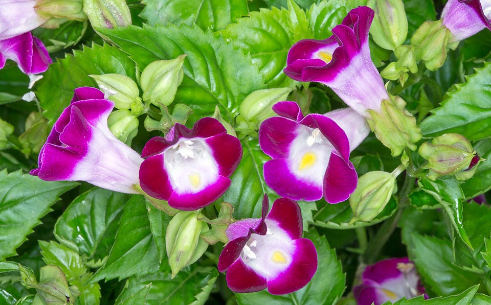 Torenia fourneri è un’erbacea annuale della Cambogia, Laos, Thailandia e Vietnam. Molto fiorifera con numerose sfumature di colore, dal bianco al rosa e al lavanda © Giuseppe Mazza