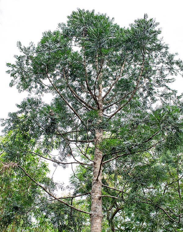 Alta anche 50 m, l’Agathis borneensis cresce nelle umide foreste del Borneo, Malaysia Peninsulare e Sumatra. Tronco dritto, cilindrico, che può superare alla base il metro di diametro © Giuseppe Mazza