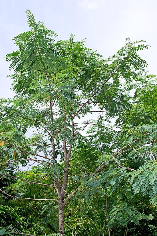 Largement cultivée sous les tropiques la Sesbania grandiflora atteint vite une hauteur de 12 m © Giuseppe Mazza