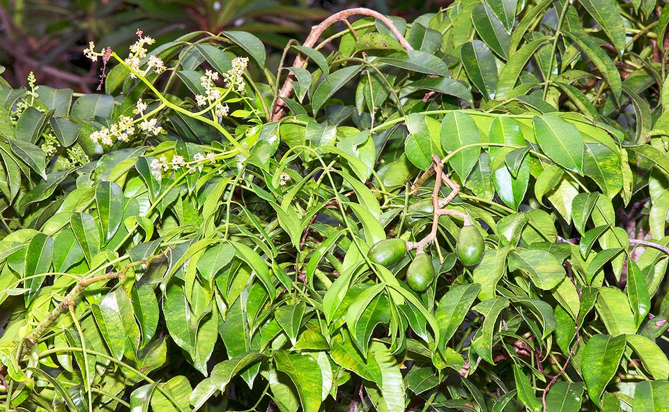 La Spondias dulcis est un arbre dont les feuilles sont caduques pendant une courte période, très ramifié, haut de 10 à 30 m, originaire de l'Asie tropicale ou de l'Océanie © Giuseppe Mazza