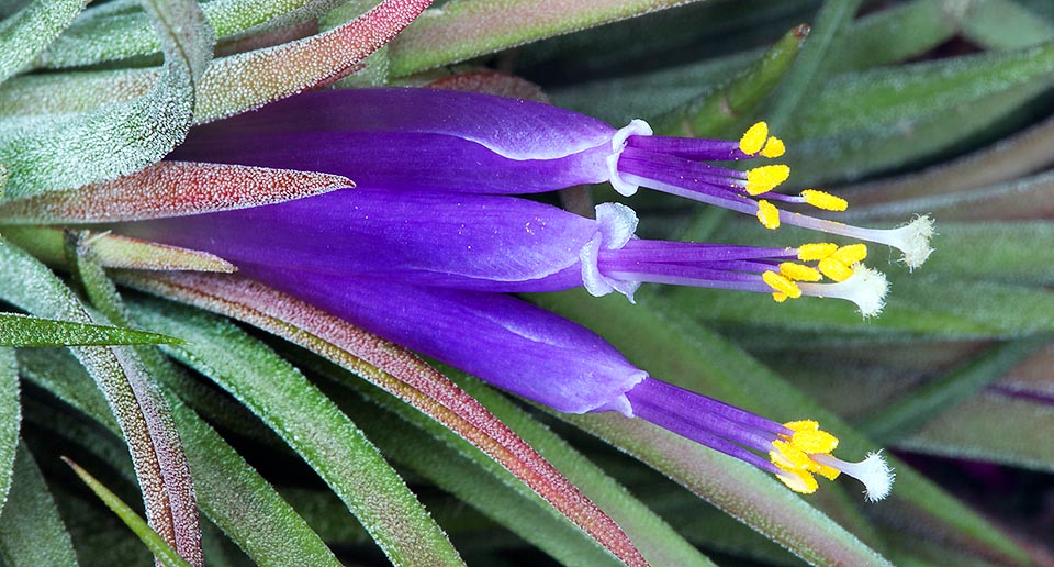 As the showy colour of the flowers suggests, the pollinators are birds and in fact Tillandsia ionantha is pollinated by the hummingbirds © Giuseppe Mazza