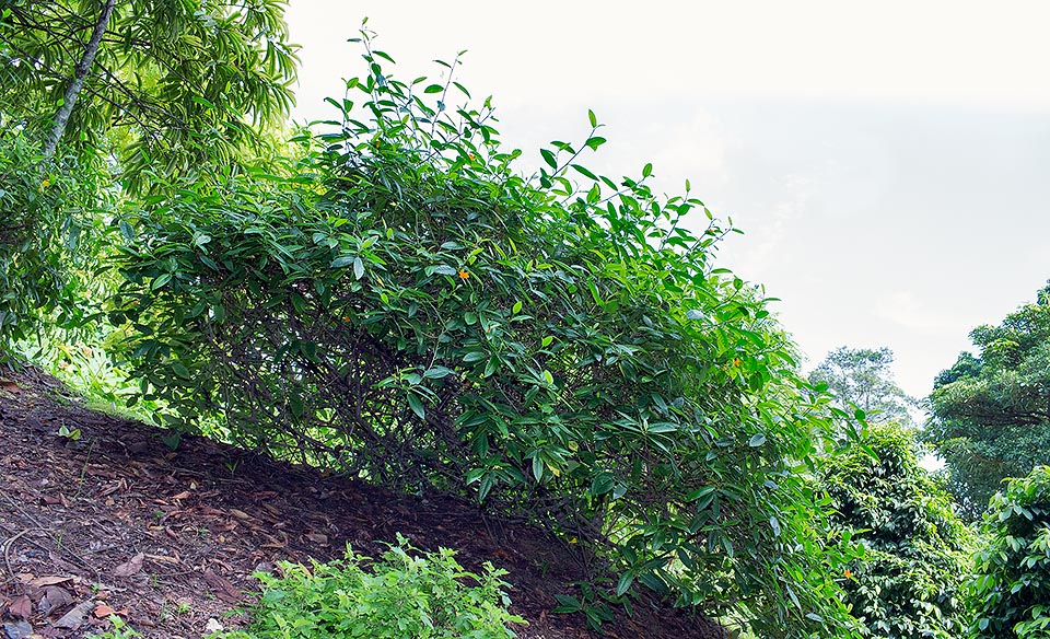 Parent insolite de la passiflore, Turnera aurantiaca est un arbuste vivace à feuilles persistantes, très ramifié, de 1-3 m de haut, originaire du Brésil et de Guyane © Giuseppe Mazza