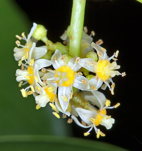 The tiny flowers can be unisexual of hermaphroditic with 5 white ovate petals, 2-3 mm long © G. Mazza