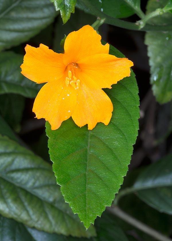 En los trópicos está casi siempre en flor con luminosas corolas de cerca 5 cm de diámetro © G. Mazza
