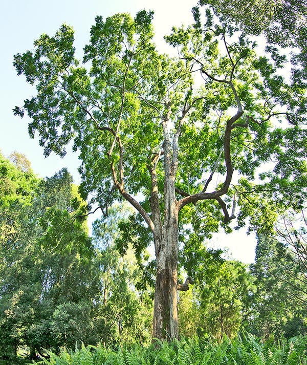 Stereospermum fimbriatum est un arbre de 20-30 m originaire d'Asie du Sud-Est © Giuseppe Mazza