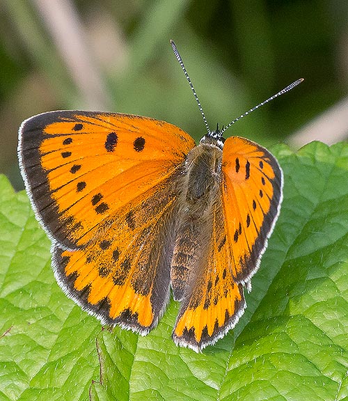 Lycaena dispar, Lycaenidae