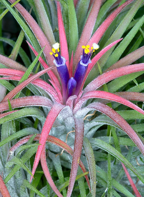 Native to Costa Rica, El Salvador, Guatemala, Honduras, Mexico, Nicaragua and Panama, Tillandsia ionantha is a monocarpic epiphyte, i.e. fructifies once only. But before dying, besides seeds, generates a big tuft of rosettes from axillar buds among the leaves © Giuseppe Mazza