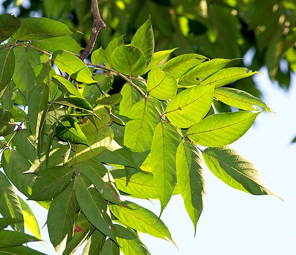 Roots, leaves and buds are used in the traditional medicine © Giuseppe Mazza