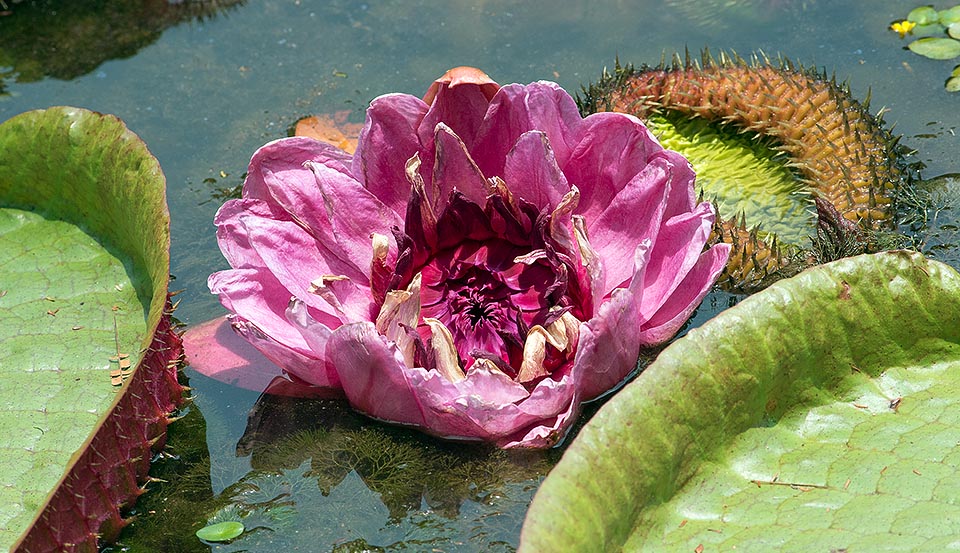 Hybride intéressant de Victoria cruziana x Victoria amazonica. La fleur, manifestement rouge, est à la fin de son second jour de vie © Giuseppe Mazza