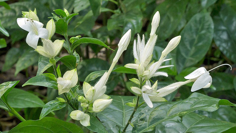 Whitfieldia elongata, Acanthaceae, white candles