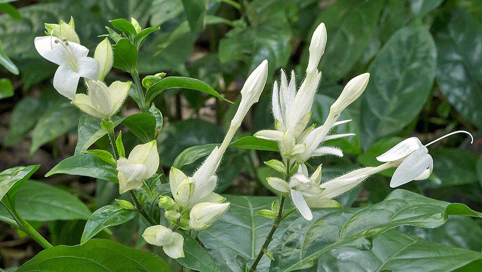 Whitfieldia elongata, Acanthaceae