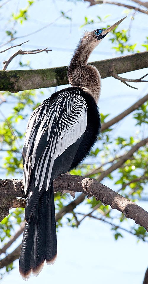 Anhinga anhinga, Anhingidae, Anhinga d'Amérique 