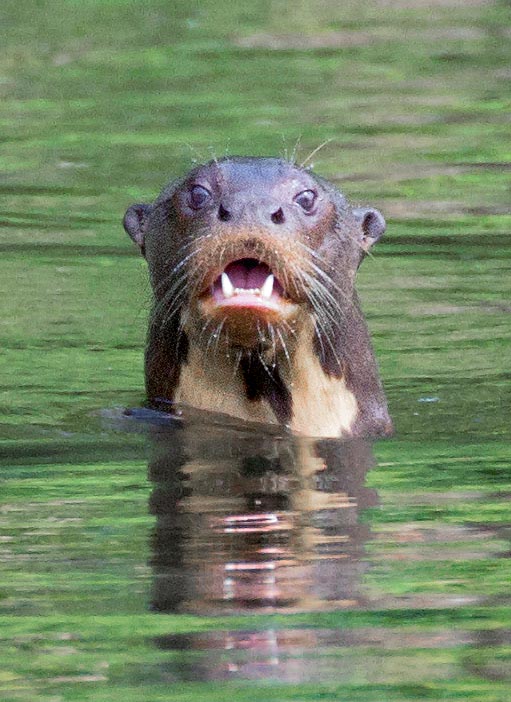 The imposing Giant otter (Pteronura brasiliensis) once lived most of the fresh water streams of South America, from Venezuela to Argentina © Giorgio Venturini