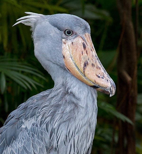 Shy, good-natured but with massive hooked bill, Balaeniceps rex is a legend bird © Giuseppe Mazza