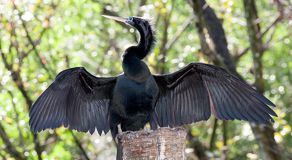 Anhinga anhinga, Anhingidae, Anhinga d'Amérique 