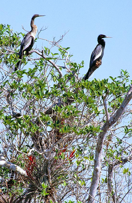 Pair about to nidify on a romantic mangrove adorned with showy bromeliads © Giuseppe Mazza