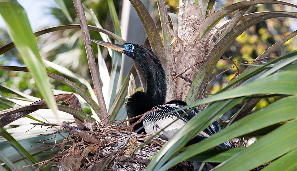 The hatching here given to the male, lasts one month. The rudimental nest can host even 5 restless chicks, that often fall in water for caymans and alligators' joy © Giuseppe Mazza