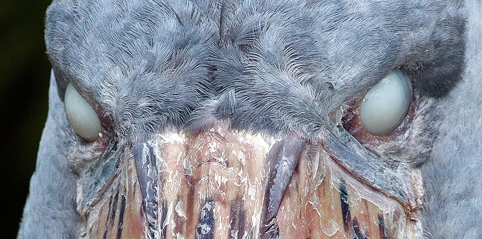 Basta osservarlo con le membrane nittitanti chiuse, spesse e opache, simili a quelle dei grandi rettili, per capire come sia diverso dagli altri uccelli © Giuseppe Mazza