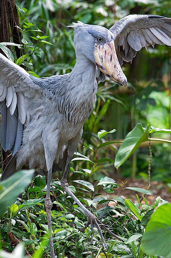 Aunque puede girar tranquilamente con unara de 2,5 m por 7 kg de peso, prefiere por lo general mantenerse en tierra. Dedos largos casi una palma, hechos especialmente para m envergaduoverse sobre terrenos los fangosos y la vegetación acuática sin hundirse por completo © Giuseppe Mazza