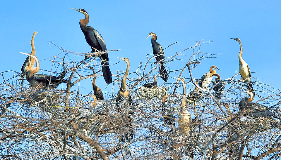 Anhinga rufa, Anhingidae