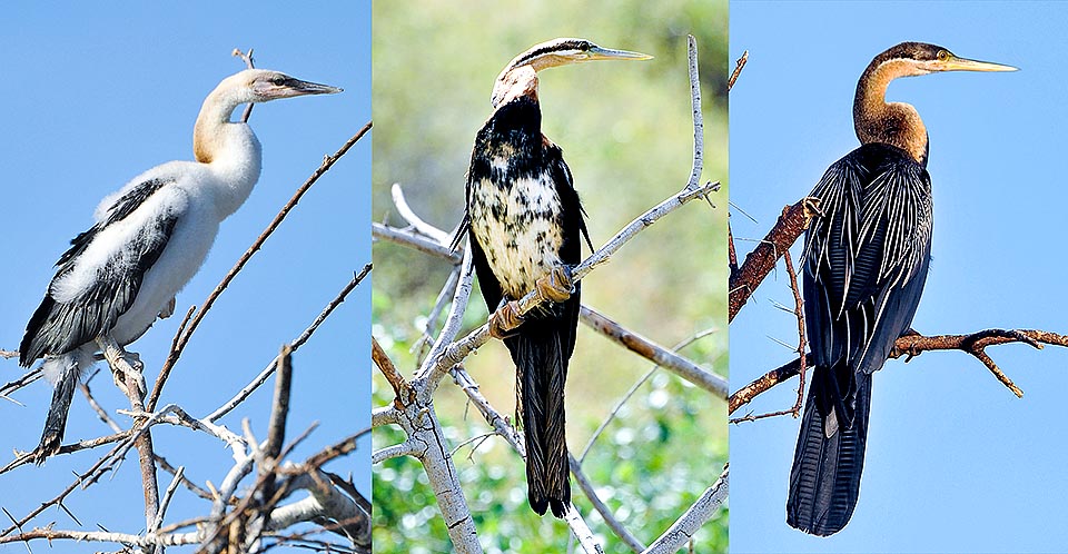 Anhinga rufa, Anhingidae