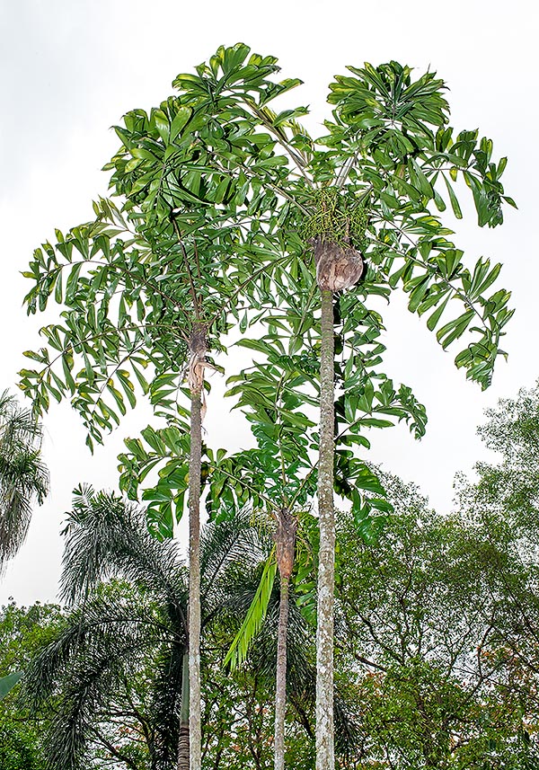 Native to Madagascar, Dypsis nodifera reaches the 10 m with 6 cm stems. Decorative in tropics, has edible fruits. Palm hearts salads, handicrafts and deforestation threaten the species © Giuseppe Mazza