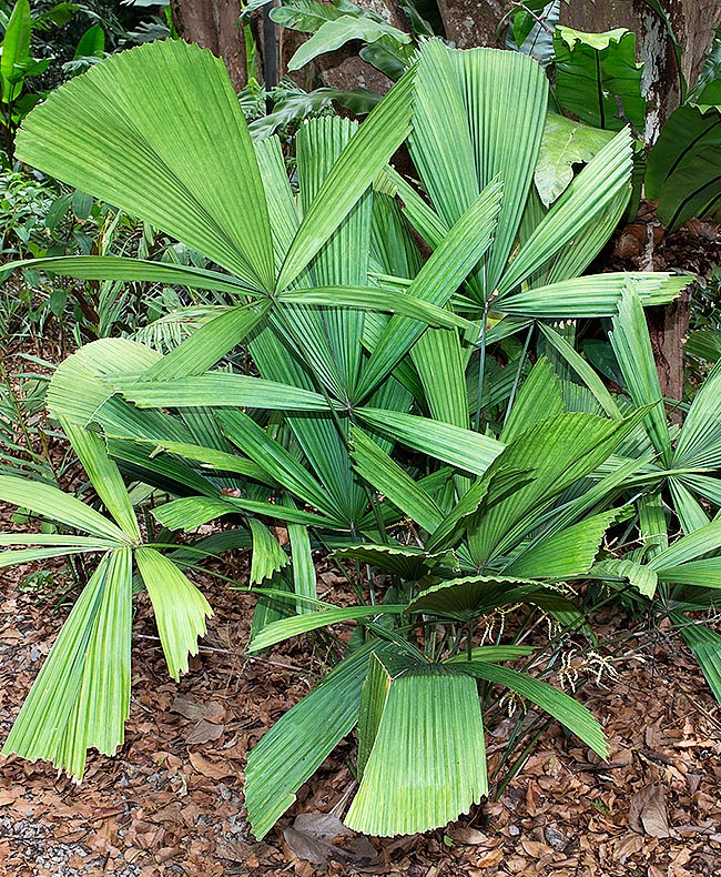 Originaria del Borneo, la Licuala bintulensis è una palma rara in natura e in coltivazione. Foglie palmate pressoché circolari, fino a 2 m di diametro. Si notano in basso le infiorescenze, più corte dei piccioli © Giuseppe Mazza