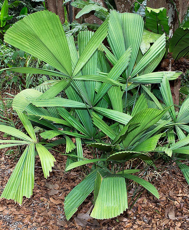 Native to Borneo, Licuala bintulensis is a palm rare in nature and in cultivation. Almost circular palmate leaves, up to 2 m of diameter. We see below the inflorescences, shorter than the petioles. Globose fruits of about 1 cm © Giuseppe Mazza