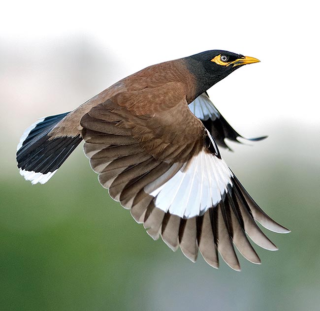 The Common myna (Acridotheres tristis) is an expanding species. Imported in Australia to fight locusts has changed likings and habits so to become "the most important ambient problem of the country" © Colombo