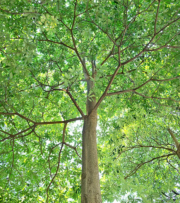 Árbol mágico en India, la Alstonia scholaris tiene una amplia difusión en Asia tropical y subtropical hasta mas allá de Australia. Alcanza los 40 m de altura con un tronco cilíndrico ancho más de 1 m © G. Mazza