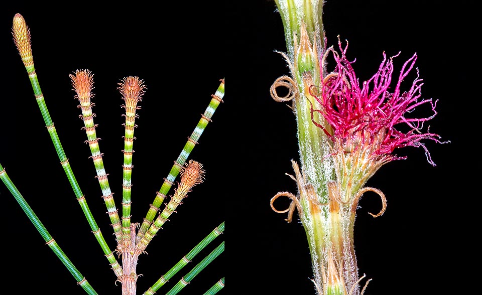 La frondaison est constituée d’insolites rameaux filiformes verts assurant la fonction chlorophyllienne. Certains sont persistants et formeront le bois, d’autres décidus. Les inflorescences unisexuelles mâles sont des épis se développant à l’apex des rameaux verts ; les femelles, de couleur rouge pourpre, sont des capitules globulaires apparaissent sur un court pédoncule depuis les rameaux ligneux. Les fleurs sont dépourvues de corolle sous-tendues par une bractée et deux bractéoles © G. Mazza