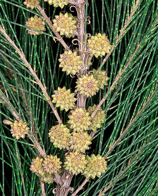 The woody infructescences of Casuarina equisetifolia suggest the conifers cones, but the Casuarina equisetifolia is not a Gymnosperm. It's an Angiosperm, a flowering plant © Giuseppe Mazza