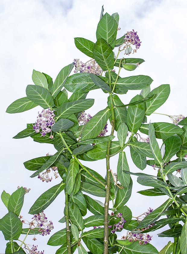 Calotropis gigantea es una especie tropical y subtropical, adaptable en las zonas templadas cálidas © G. Mazza