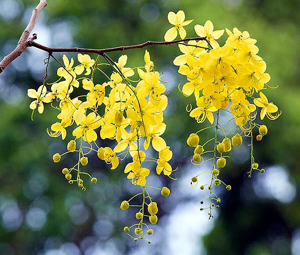 Cultivada por la belleza de las grandes inflorescencias péndulas y las propiedades medicinales, la Cassia fistula podría ser originaria de los bosques deciduos de la India, Sri Lanka y sudeste asiático © G. Mazza 