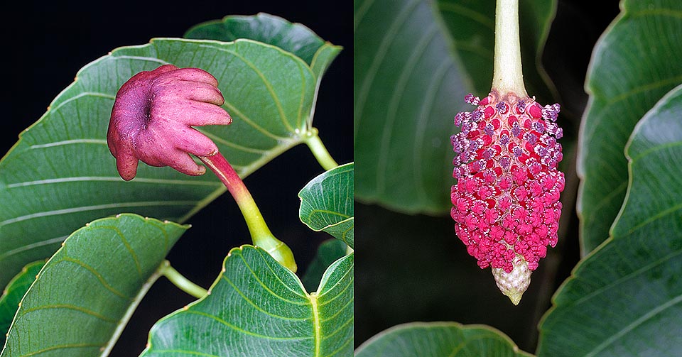 Fleurs sans pétales, unisexuelles sur la même plante. Celles femelles (à gauche) sont solitaires, les mâles (à droite) réunies en inflorescences voyantes © G. Mazza