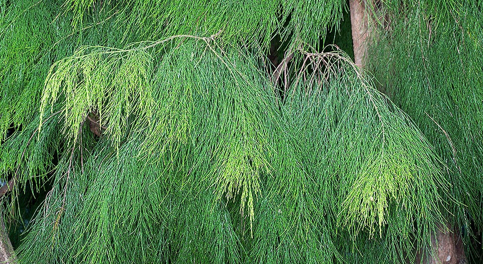 Rameaux quadrangulaires filiformes assurant la fonction chlorophyllienne, avec des sillons peu profonds entre les bords exposant les stomates. Feuilles disposées en verticilles de 4 au niveau des nœuds, réduites à de minuscules écailles triangulaires. Racines fixant l’azote atmosphérique via des nodules formés de bactéries © Mazza