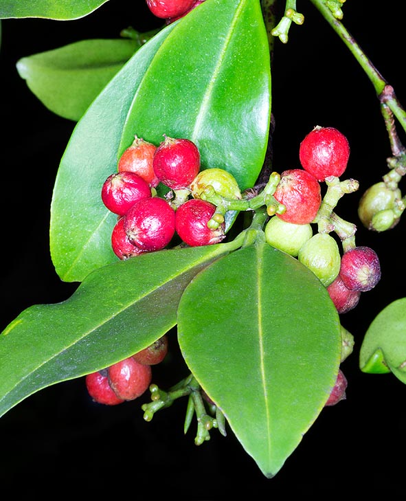 The fruits, edible, are 0,5-0,8 cm globose berries. Leaves and bark are used in traditional medicine © Giuseppe Mazza