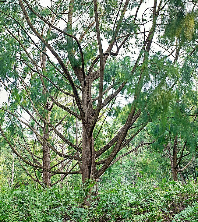 Gymnostoma papuanum est une espèce dioïque sempervirente de Nouvelle-Guinée, haute de 10 à 30 m © Giuseppe Mazza