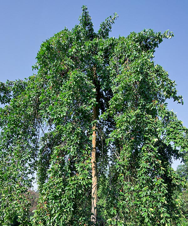 La Carallia brachiata es un árbol siempreverde muy ramificado que puede alcanzar los 30 m de altura en las pluviselvas, a menudo pantanosas, que van desde Madagascar y la India a mas allá de Australia © G. Mazza