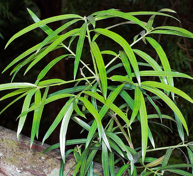 The spirally arranged leaves have suggested the scientific name to the species as they remind the oleander ones. They can be 5-16 cm long and 1-2 cm broad. Their decoction cures rheumatisms and joints © Giuseppe Mazza