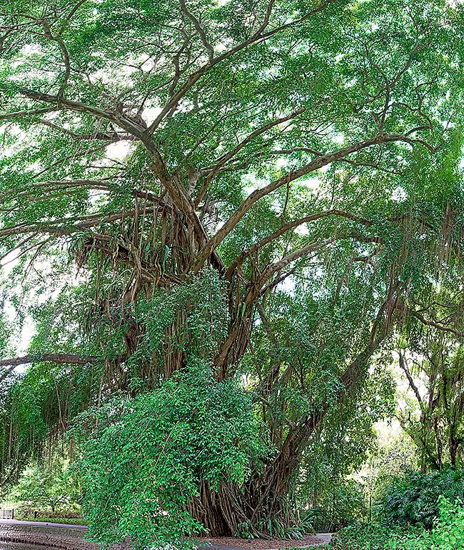 Spécimen majestueux de Ficus kurzii. Spectaculaire par ses racines aériennes, il orne les jardins tropicaux où il peut atteindre 50 m de haut. Cultivable aussi en pot, il se prête bien aux bonsaïs pour intérieurs lumineux © Giuseppe Mazza