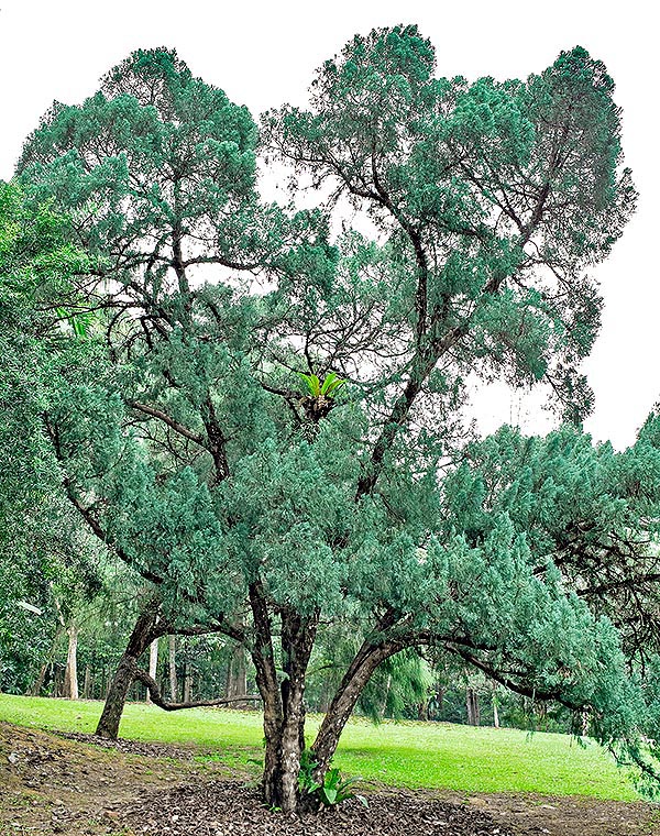 En las forestas de Taiwán, a 300-2000 m de altitud, la Calocedrus formosana puede superar los 30 m © Giuseppe Mazza