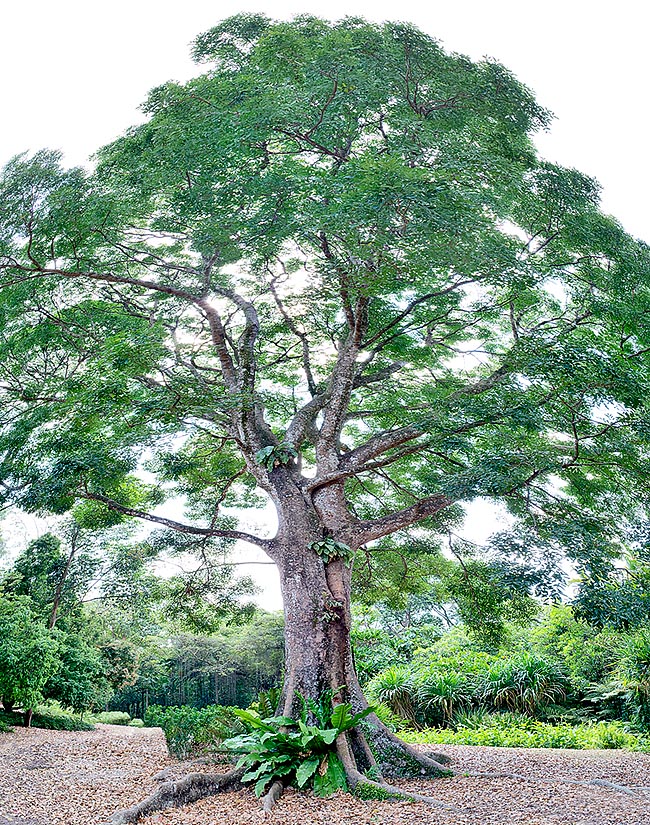 Originaire d’Afrique central Khaya senegalensis est un arbre majestueux atteignant les 30 m de hauteur, aux racines tabulaires et au tronc massif, large de 1 m. Ses vertus thérapeutiques méritent d’être approfondies © G. Mazza