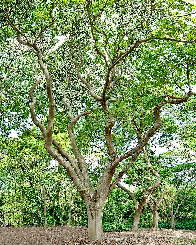 Originaria de América tropical, la Hura crepitans es perenne o semicaduca de entre 10 y 40 m de altura © G. Mazza