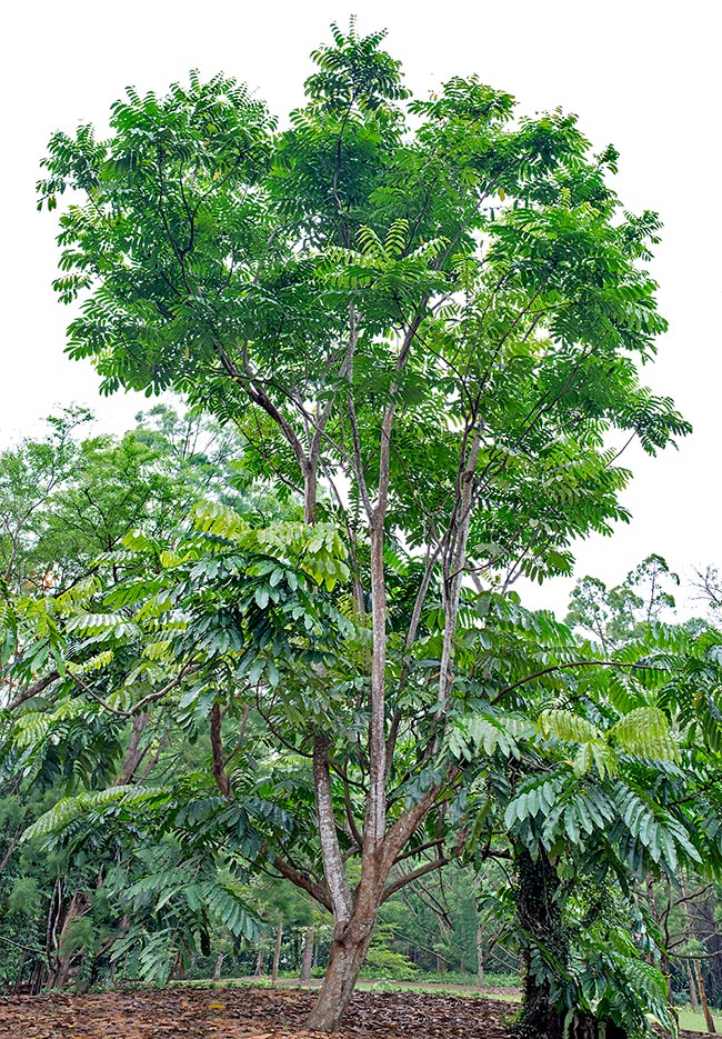 Originario de Asia sud oriental y parte de Oceanía, el Pometia pinnata alcanza los 50 m de altura © Giuseppe Mazza